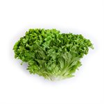 Lettuce Leaf Green 1UN