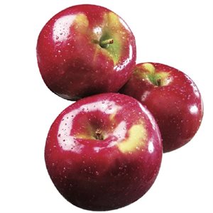 McIntosh Apples 1KG